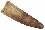 Fossil Spinosaurus Tooth - Real Dinosaur Tooth #367939-1